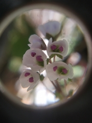 Veronica regina-nivalis