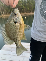 Lepomis gibbosus × macrochirus