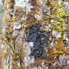 Fuscopannaria leucosticta