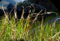 Schoenus concinnus