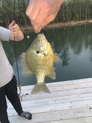 Lepomis gibbosus × macrochirus