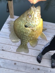 Lepomis gibbosus × macrochirus