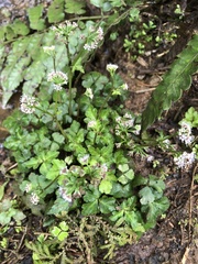 Sanicula lamelligera