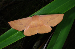 Monoctenia falernaria