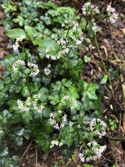 Sanicula lamelligera