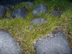Schoenus concinnus