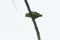 Brotogeris cyanoptera