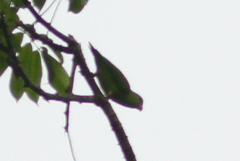 Brotogeris cyanoptera