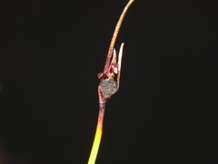 Schoenus concinnus