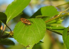 Parhelophilus integer