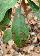 Diaporthe kalmiae