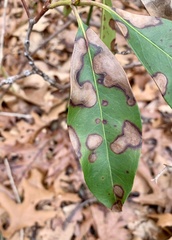 Diaporthe kalmiae