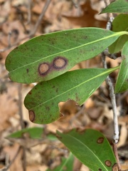 Diaporthe kalmiae