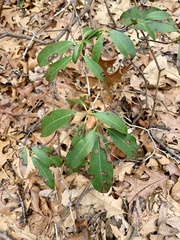 Diaporthe kalmiae