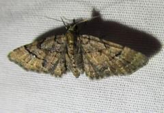 Eupithecia peckorum
