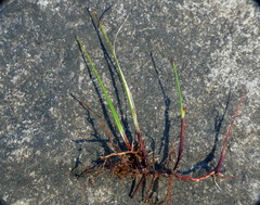 Schoenus concinnus