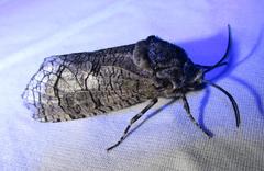 Prionoxystus macmurtrei