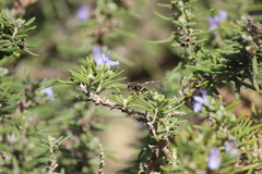 Ancistrocerus bustamente