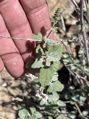 Ambrosia cordifolia