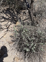 Ambrosia cordifolia