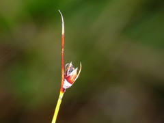 Schoenus concinnus