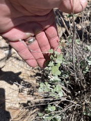 Ambrosia cordifolia