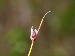 Schoenus concinnus