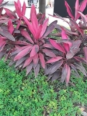 Cordyline fruticosa