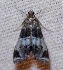 Usingeriessa