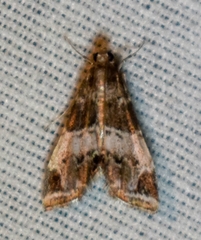 Usingeriessa