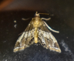 Usingeriessa
