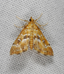 Musotima acrias