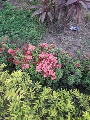 Ixora coccinea