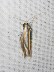 Myrascia interlineatella