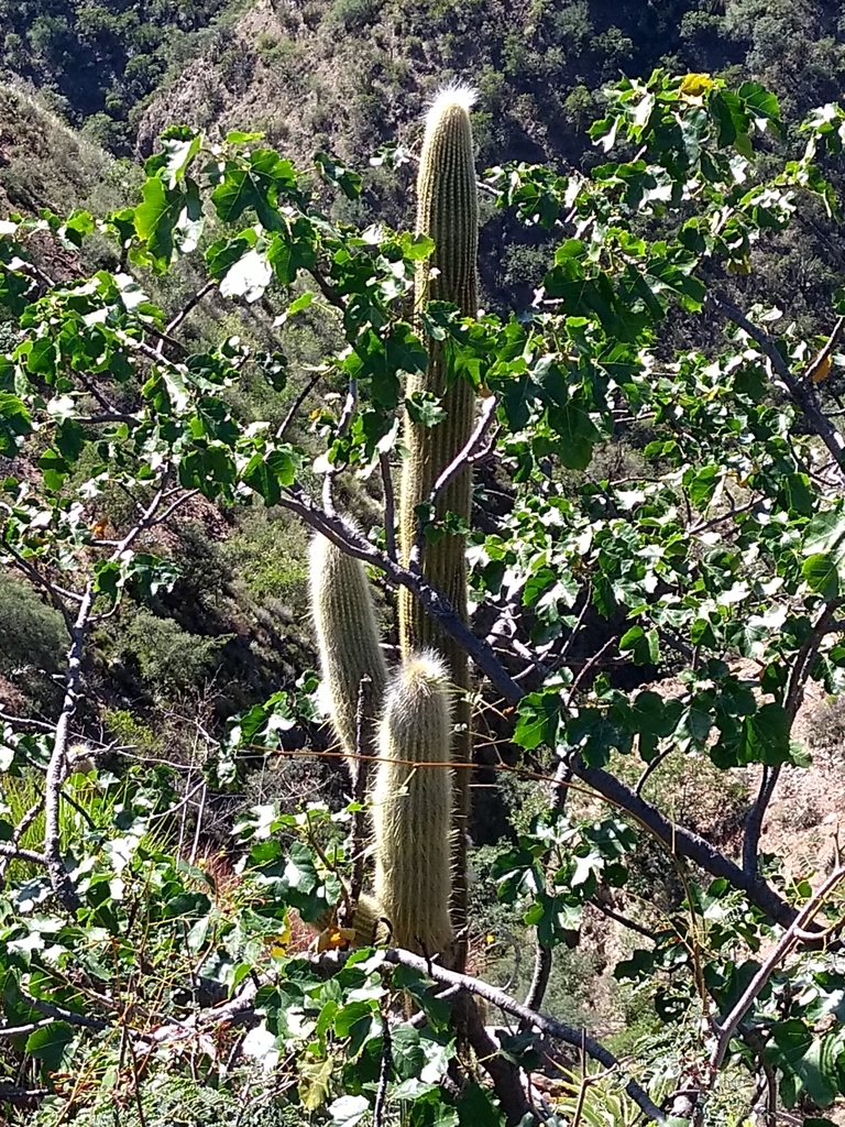 Cleistocactus tominensis (Weing.) Backeb. 2