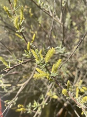 Salix exigua hindsiana