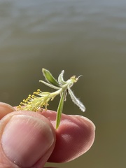 Salix exigua hindsiana