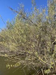 Salix exigua hindsiana