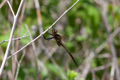 Somatochlora hineana