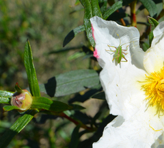 Odontura glabricauda