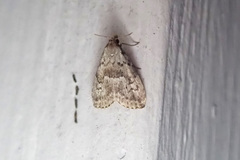 Hypenodes franclemonti