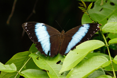 Morpho achilles