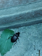 Licinus