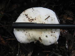 Amanita rhoadsii