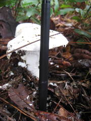 Amanita rhoadsii