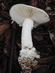 Amanita rhoadsii