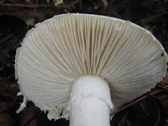 Amanita rhoadsii