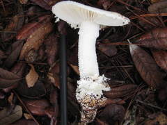 Amanita rhoadsii