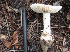 Amanita rhoadsii