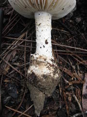 Amanita rhoadsii